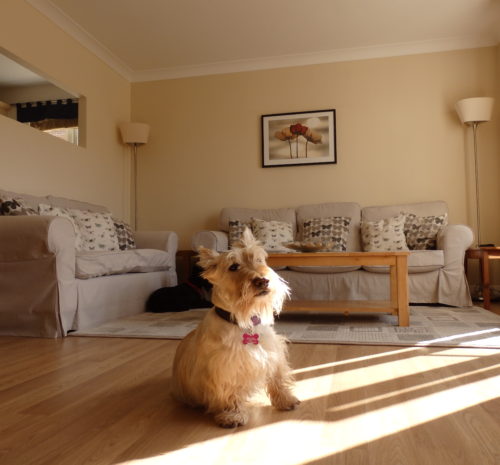Pet friendly holiday let Whitby, Whitby holiday apartment