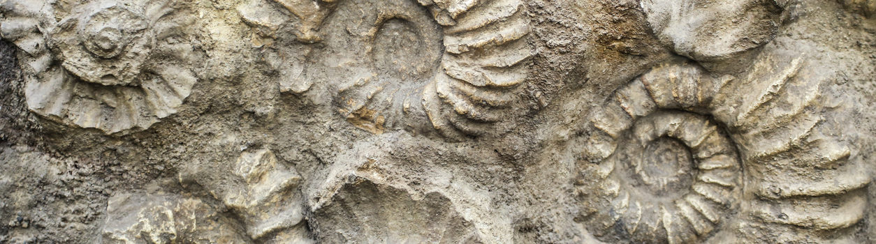 Nautilus fossil