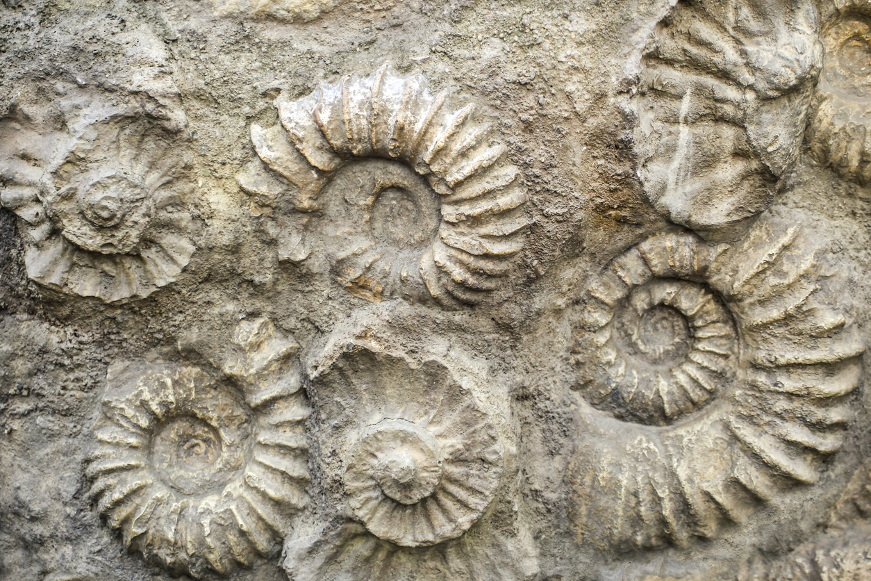 Shorelines guide to fossil hunting - Shoreline Cottages