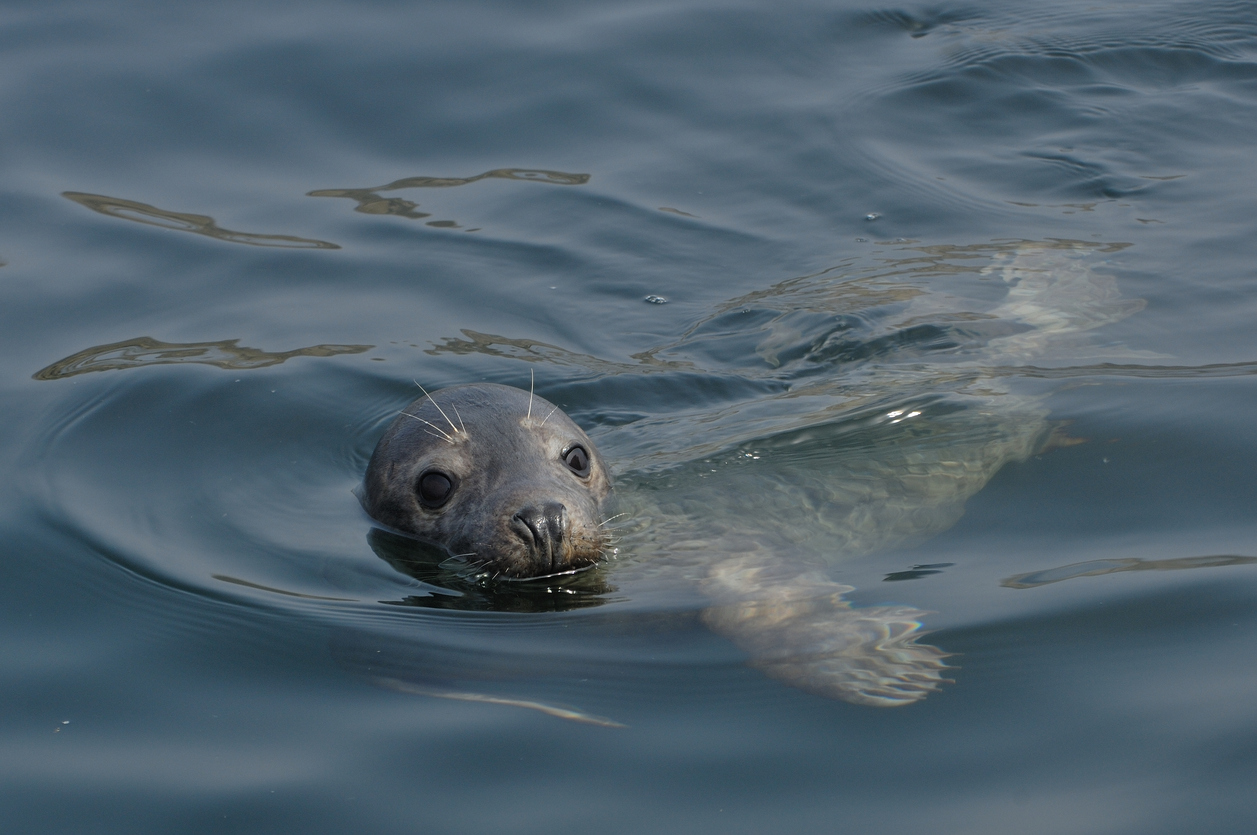 Explore Whitby's coastal wildlife - Shoreline Cottages