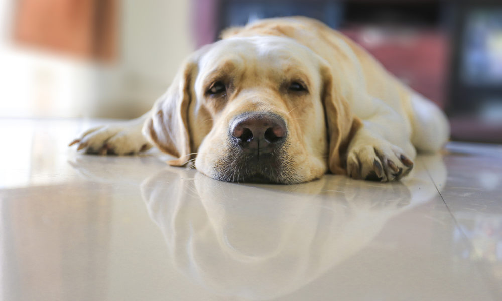 Labrador retriever dog sleeping on the floor close up