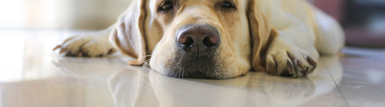 Labrador retriever dog sleeping on the floor close up