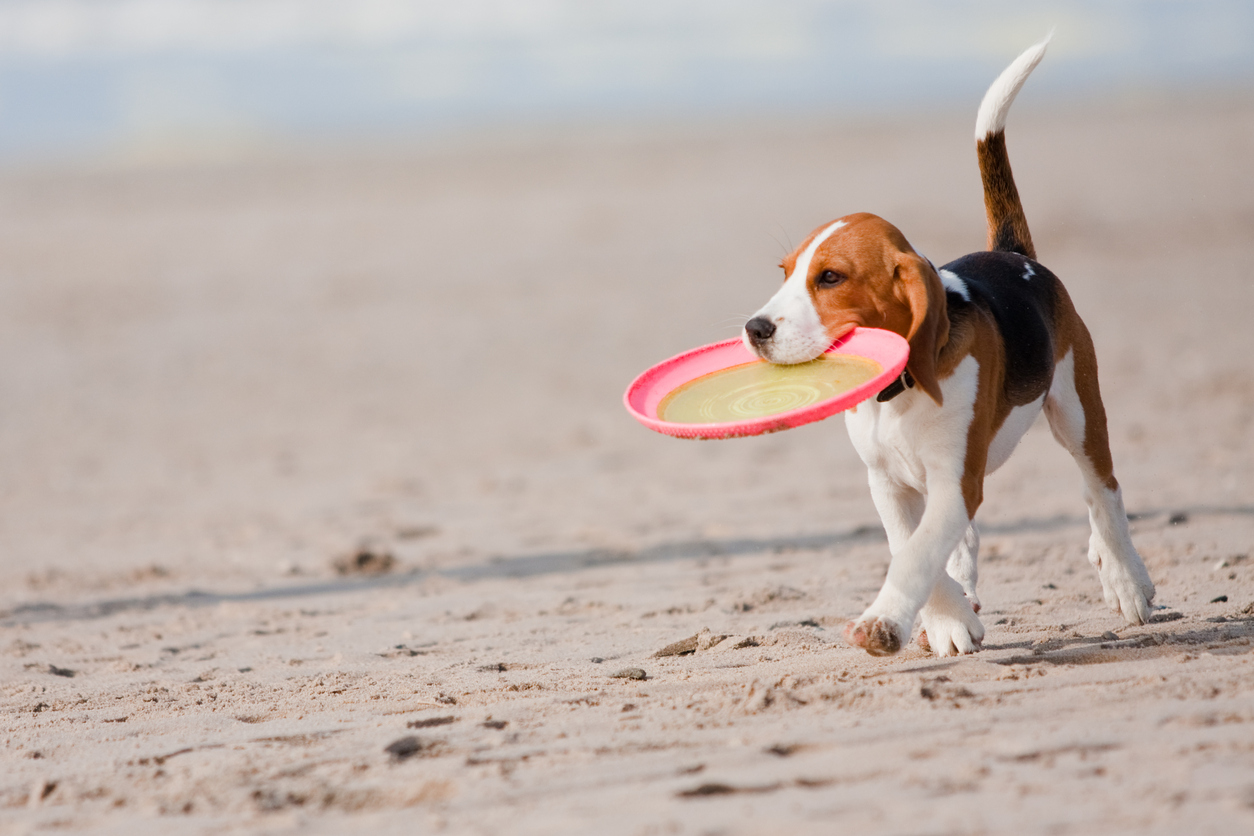 are dogs allowed at beaches