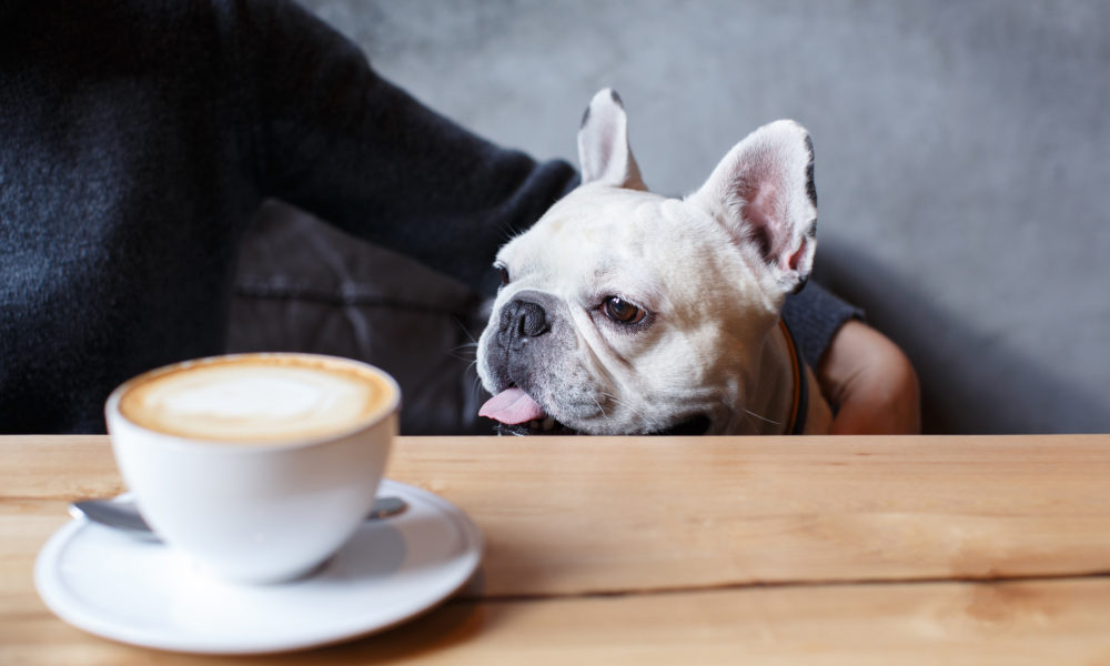 Dog-friendly cafes in Whitby