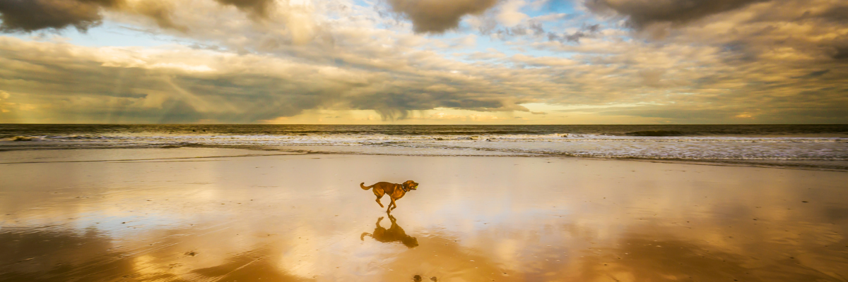 Pet-friendly holiday cottages in Whitby