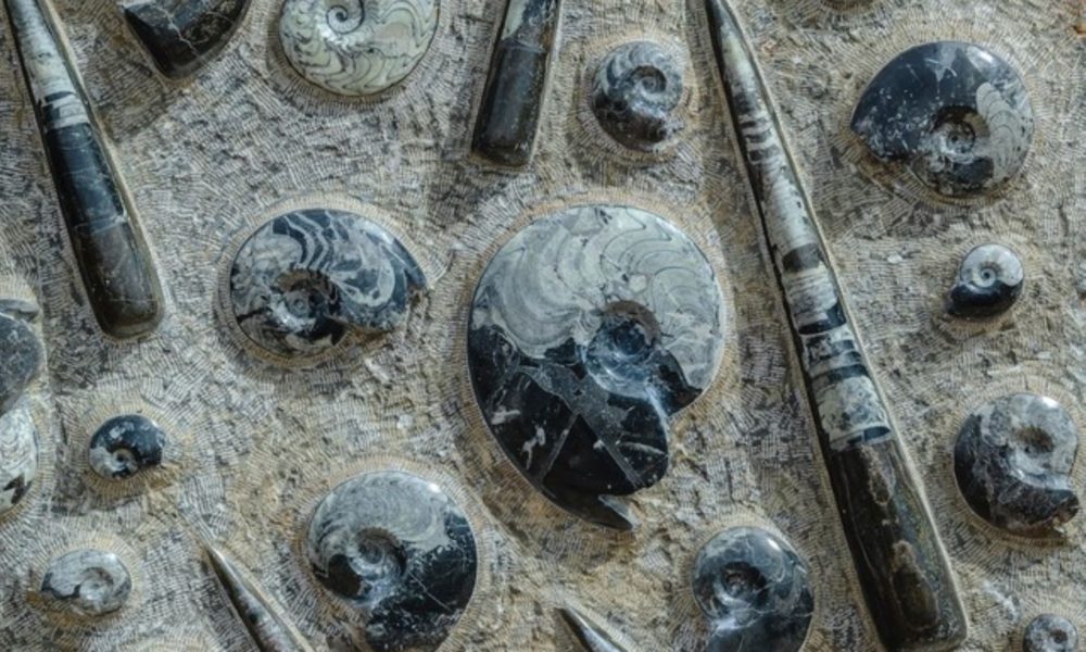 fossil, fossil hunting, fossil festival