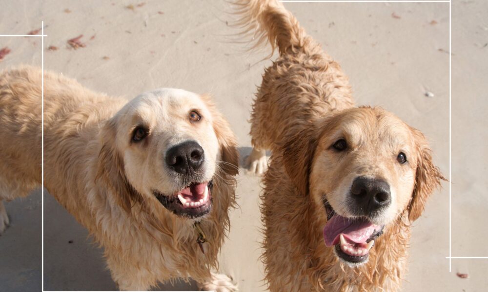 Pet-friendly holiday cottages in Whitby