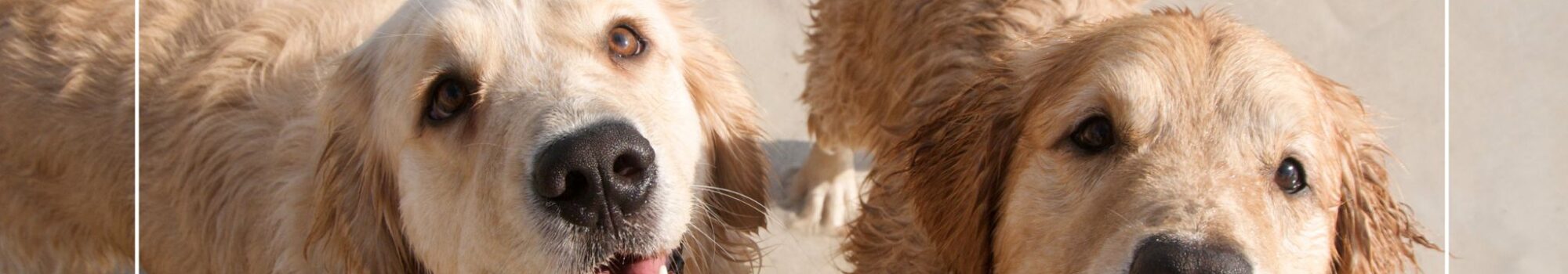 Pet-friendly holiday cottages in Whitby