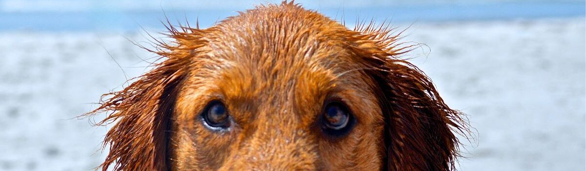 Dog-Friendly Guide to Whitby